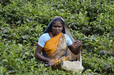 Tea Plantation, Thekkady_DSC7440_H600